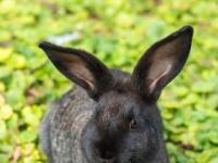 Kaninchen dunkelgrau